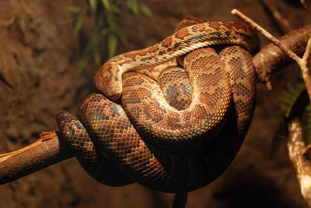 boa-constrictor-snake-facts-and-information