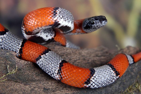 Beautiful Coral Snake