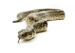 Boa Constrictor Snake