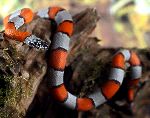 Dangerous Coral Snake