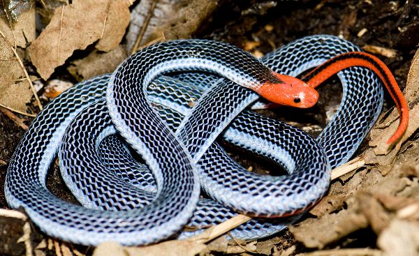 Exotic Malaysian Blue Coral Snake