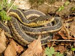 Garter Snake Resting In Foliage