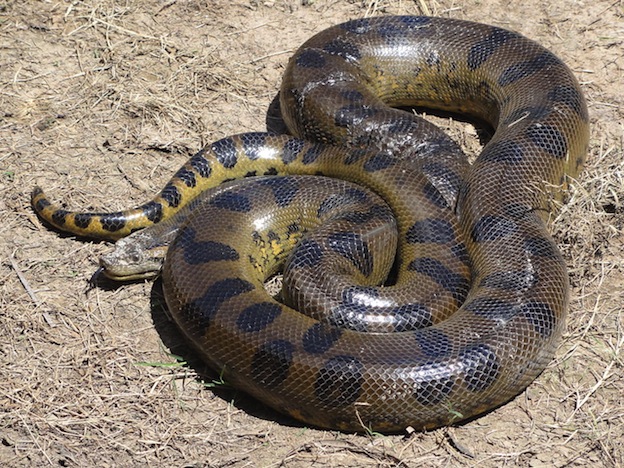 Common anaconda or Water boa