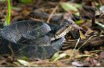Poisonous Water Moccasin Snake Coiled On The Ground