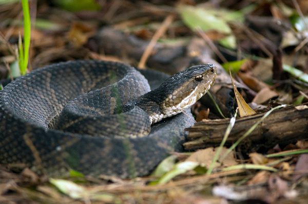 Poisonous_Water_Moccasin_Snake_Coiled_On_The_Ground_600