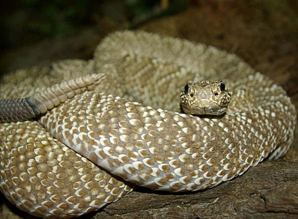 Rattlesnake_Alert_and_Showing_Its_Rattle_600