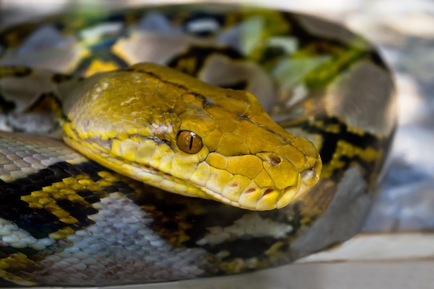 Information about Asiatic reticulated python