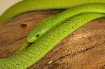 Shining Green Mamba Snake