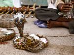 Snake Charmer And Two Cobras In India