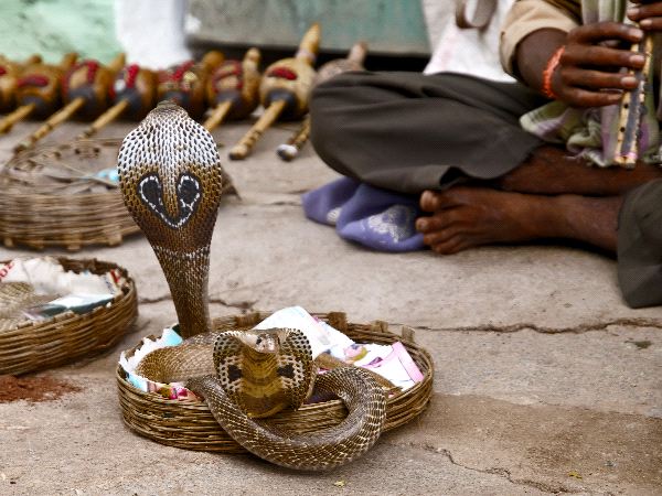 Snake_Charmer_And_Two_Cobras_In_India_600