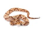 Venomous Southern Copperhead Snake - Agkistrodon Contortrix