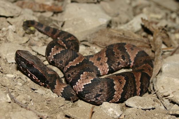 Water Moccasin Snake characteristics