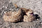 Western Diamondback Rattlesnake Coiled To Strike