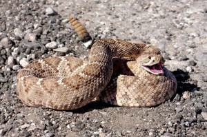 rattlesnake diamondback coiled
