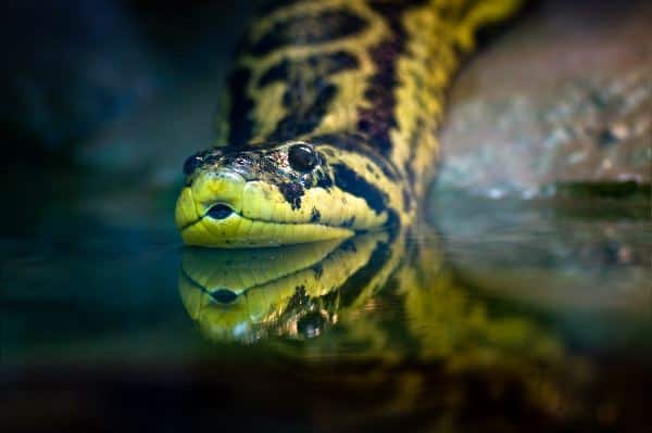 Yellow_Anaconda_Entering_a_Swamp_600