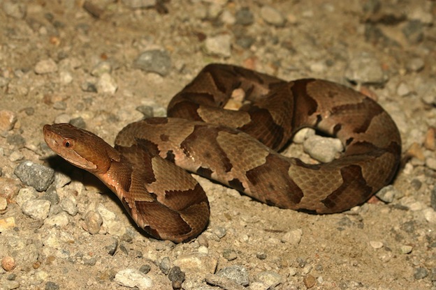 Información sobre la serpiente cabeza de cobre