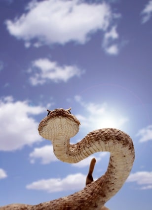 Beautiful Rattlesnake