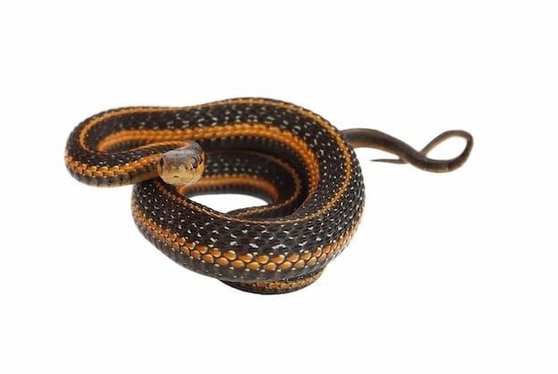Garter snake characteristics