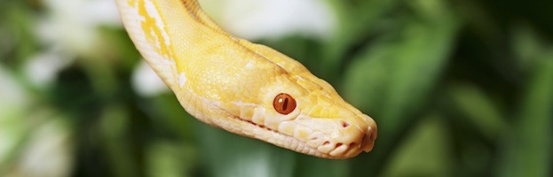 Snake Habitat and Distribution