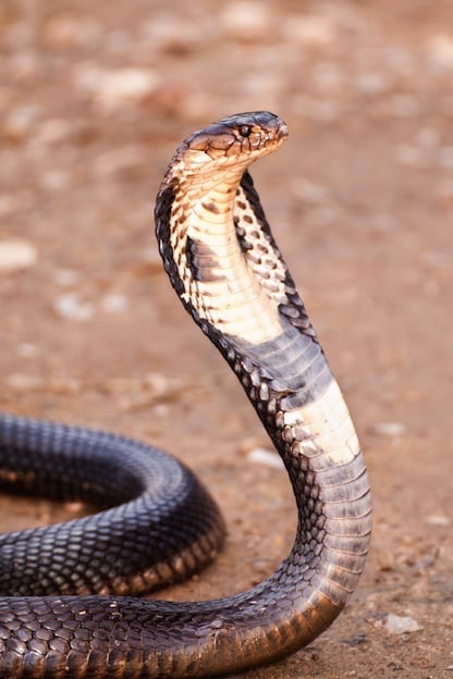 King cobra, the longest venomous snake in the world