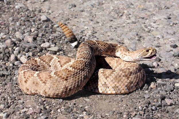 Rattlesnake species