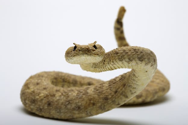 Rattlesnake, a venomous pit viper