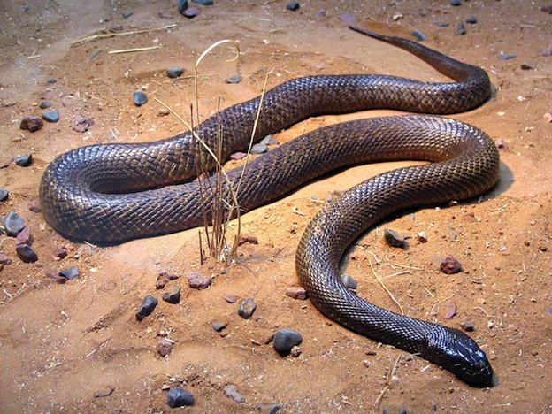Características de la serpiente taipán.